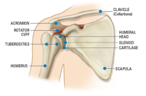 Read more about the article Human Anatomy Fascination – The Shoulder